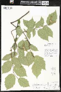 Corylus cornuta image