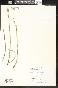 Euphorbia antisyphilitica image
