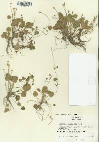 Ranunculus cymbalaria image