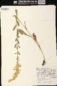 Solidago nemoralis subsp. nemoralis image