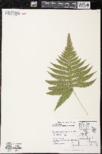 Phegopteris connectilis image