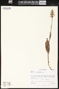 Platanthera clavellata image
