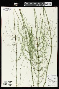 Equisetum fluviatile image