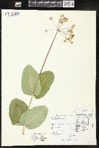 Asclepias amplexicaulis image