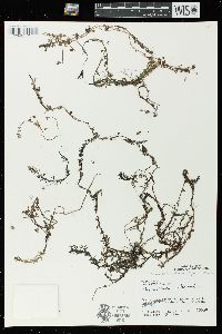 Utricularia intermedia image