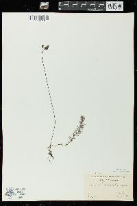 Utricularia intermedia image