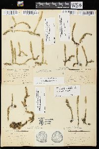 Lycopodiella inundata image