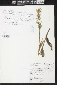 Platanthera lacera image