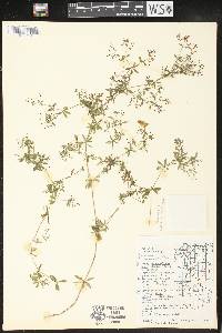 Galium asprellum image