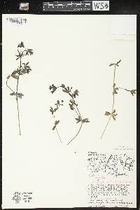 Galium asprellum image