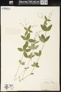 Galium circaezans image