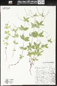 Galium circaezans image