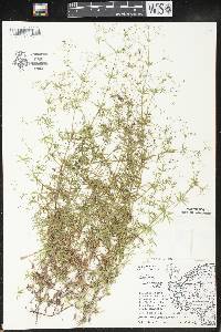 Galium concinnum image