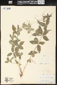 Galium circaezans image