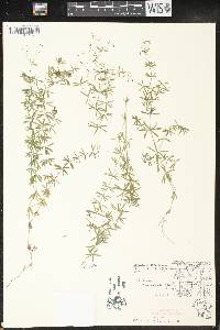 Galium concinnum image