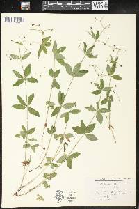 Galium circaezans image