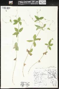 Galium circaezans image