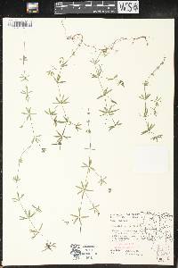 Galium concinnum image