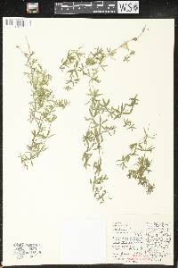 Galium concinnum image