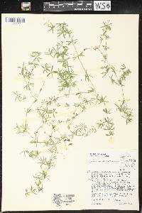 Galium concinnum image