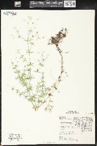 Galium concinnum image