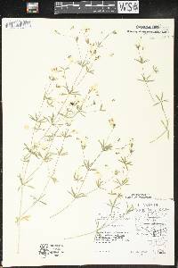 Galium concinnum image