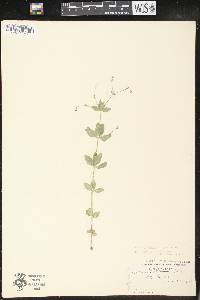 Galium circaezans image