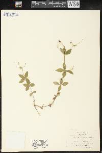 Galium circaezans image