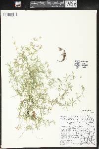 Galium concinnum image