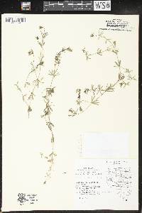 Galium concinnum image