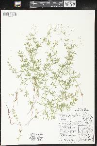 Galium concinnum image