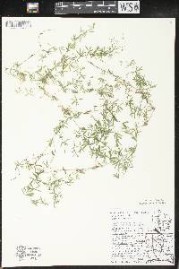 Galium concinnum image