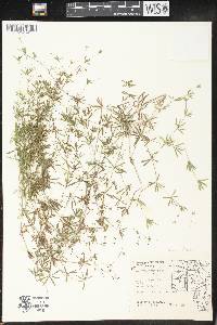 Galium concinnum image