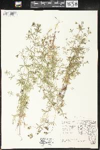 Galium concinnum image