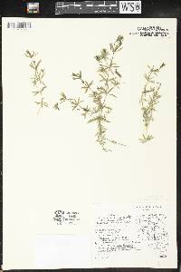 Galium concinnum image