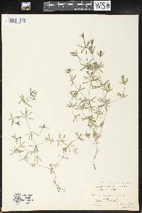 Galium concinnum image