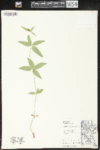 Galium lanceolatum image