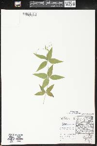 Galium lanceolatum image