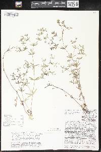 Galium obtusum subsp. obtusum image