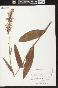 Platanthera psycodes image