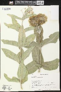 Asclepias eriocarpa image