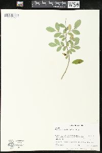 Vaccinium parviflorum image