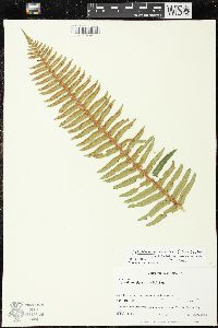 Polypodium glycyrrhiza image