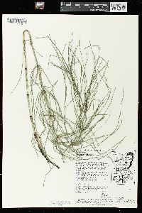 Equisetum palustre image