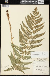 Dryopteris clintoniana image