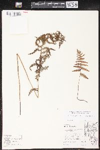 Thelypteris palustris var. pubescens image