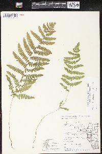 Thelypteris palustris var. pubescens image