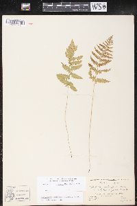 Thelypteris palustris var. pubescens image