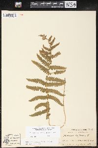 Thelypteris palustris var. pubescens image