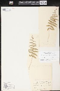 Thelypteris palustris var. pubescens image